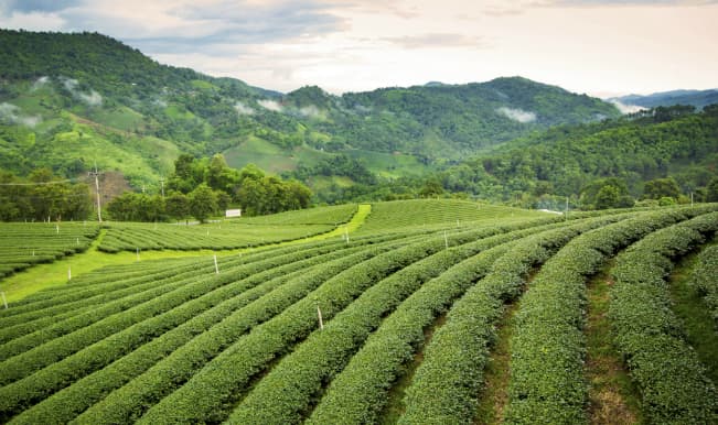 Tea experience in Sri Lanka